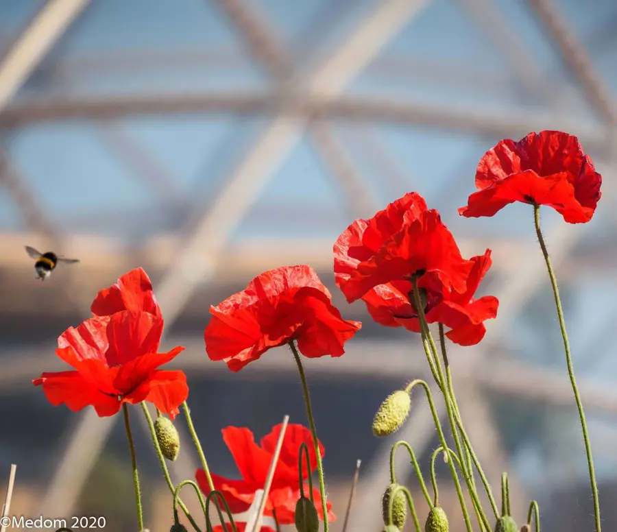 Blomster